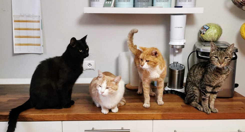 ¿Tienes varios gatos? Asegúrate de una buena convivencia