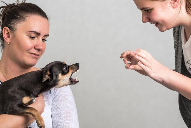 Agresividad en perros, sigue estos consejos