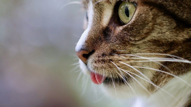 ¿Qué pasa si les cortan los bigotes a los gatos?