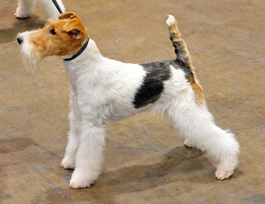 El fox terrier (pelo duro), conoce todo sobre esta raza