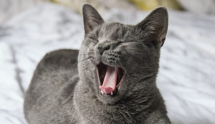 Si a tu gato le huele mal la boca, esto es lo que puede estar sucediendo