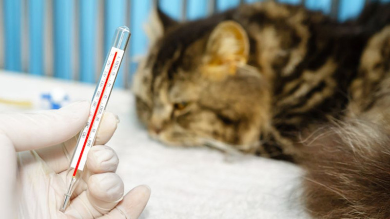 Detecta la fiebre en tu gato con estos consejos