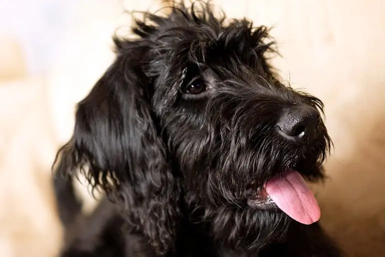 Mi perro jadea por la noche, ¿por qué?