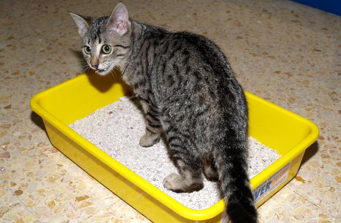 ¿Qué significa que la orina de mi gato tenga sangre?