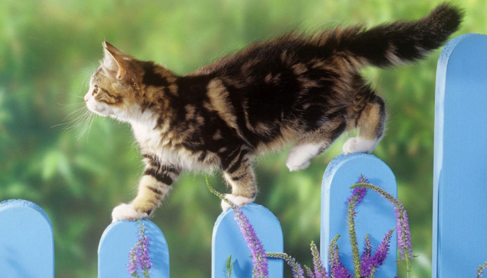 Datos increíbles sobre la agilidad de los felinos