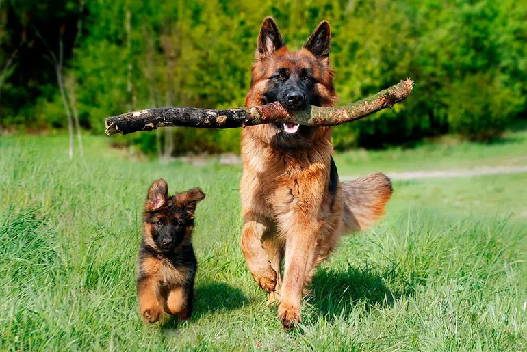 ¿Buscas un perro guardián? Conoce las razas más populares