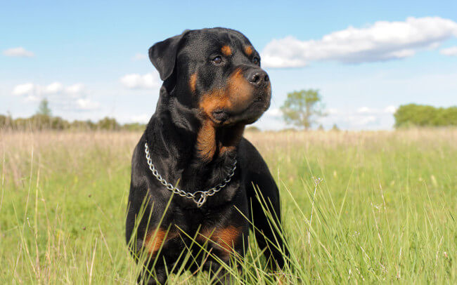 ¿Buscas un perro guardián? Conoce las razas más populares