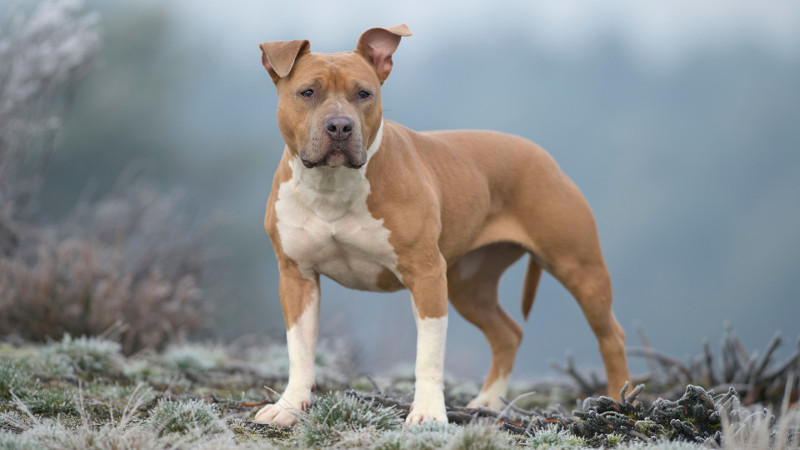 ¿Buscas un perro guardián? Conoce las razas más populares