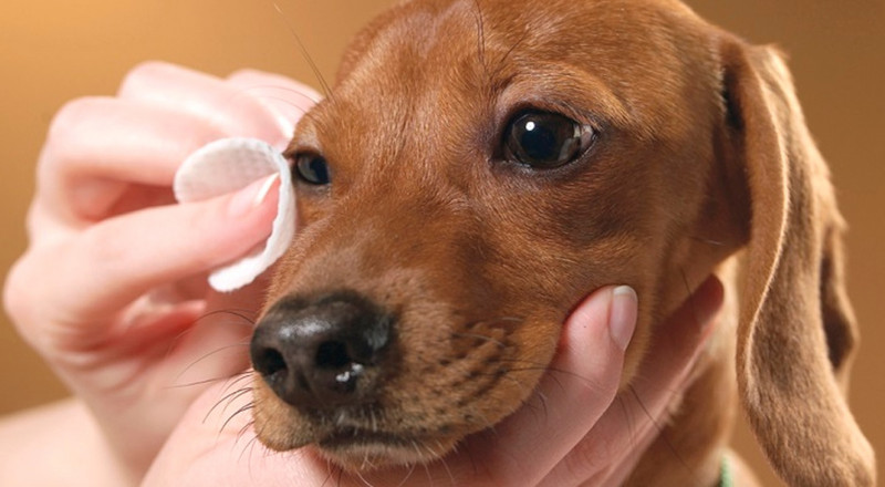 Mi perro lagrimea demasiado, ¿qué hago?