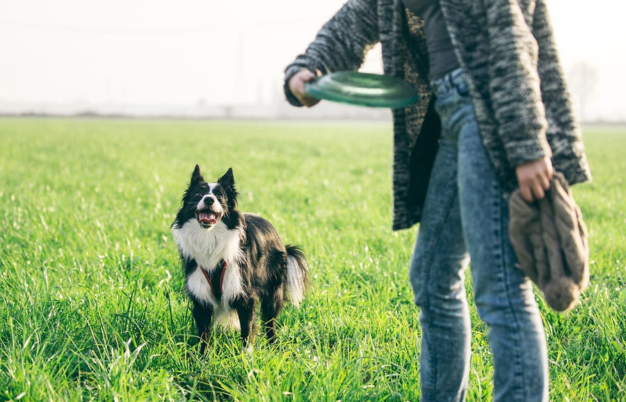 La importancia de jugar con tu perro