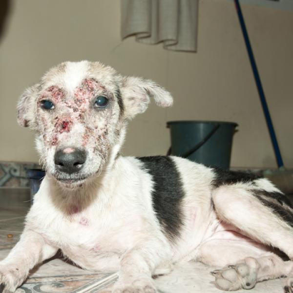 Enfermedades de cuidado: Sarna