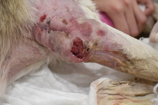 Enfermedades de cuidado: Leishmaniosis