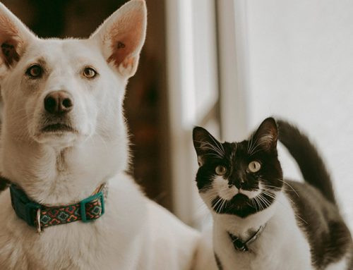 ¿Castrar o esterilizar? Te decimos qué significa cada uno