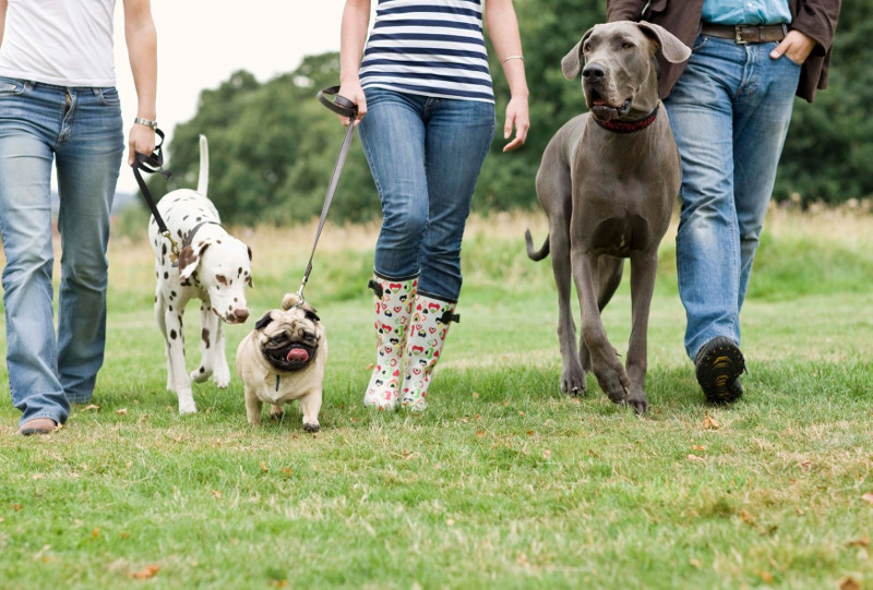 Ayuda a tu perro a socializar con estos consejos