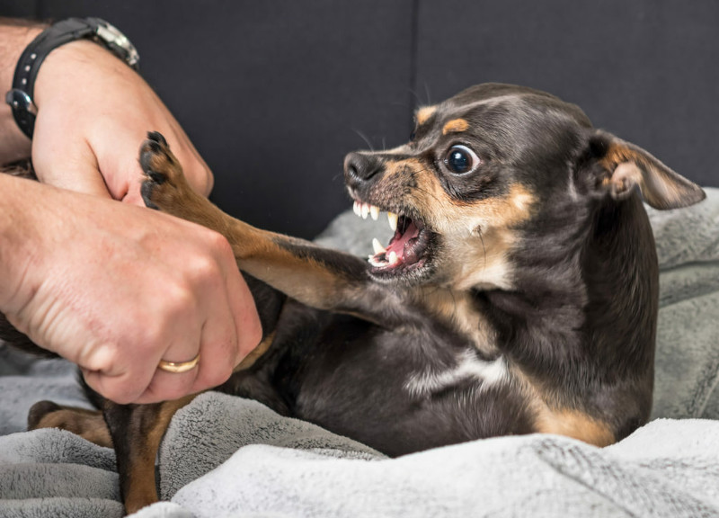 ¿Sabes cómo identificar cuando un perro va a morder? Aquí te lo decimos