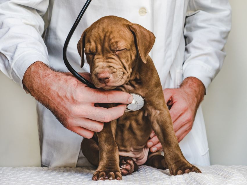 El infarto, un padecimiento que también puede afectar a tu perro