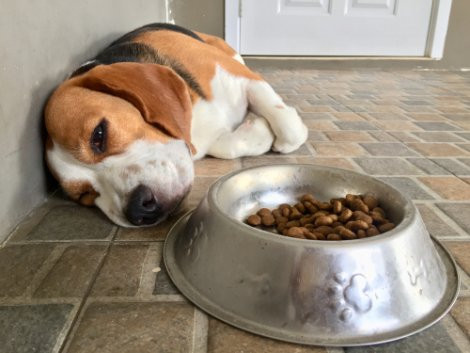 Síndrome del intestino irritable en perros, síntomas y tratamiento