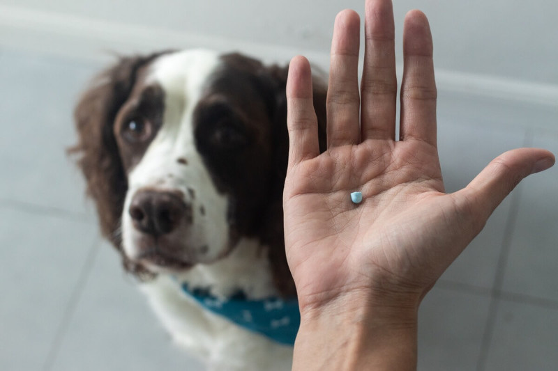 NO automediques a tu mascota