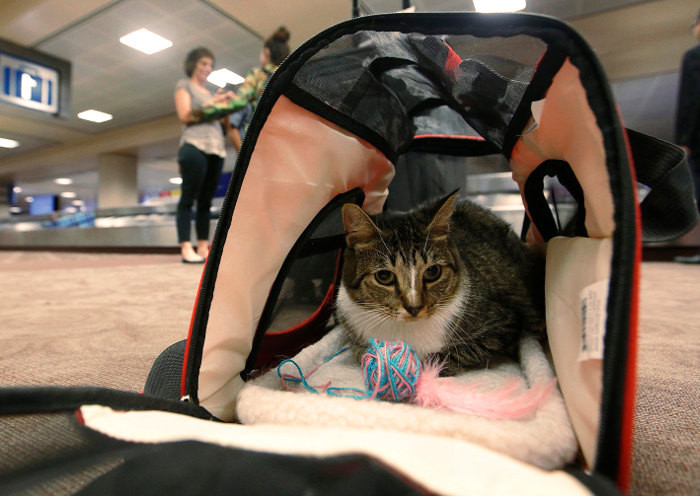 ¿Piensas hacer un viaje en avión con tu gato? Te dejamos unos consejos