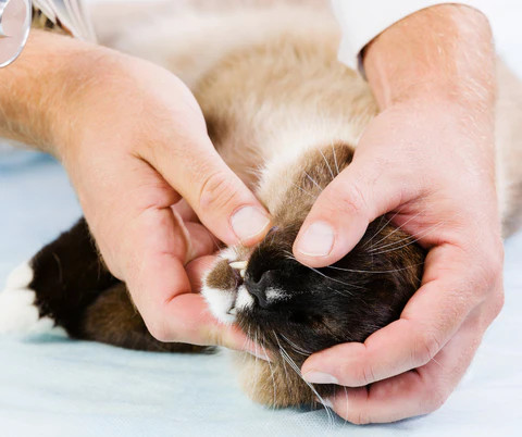 5 síntomas de problemas orales en los gatos