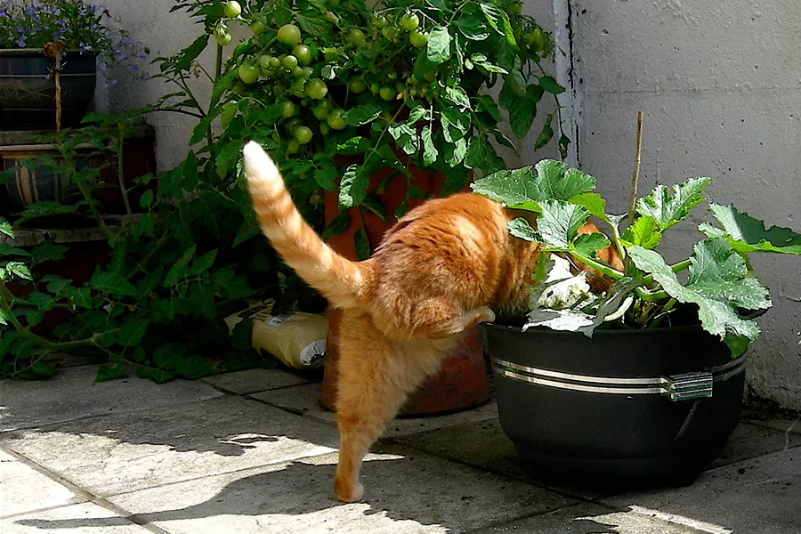 ¿Por qué mi gato hace del baño en mis plantas?