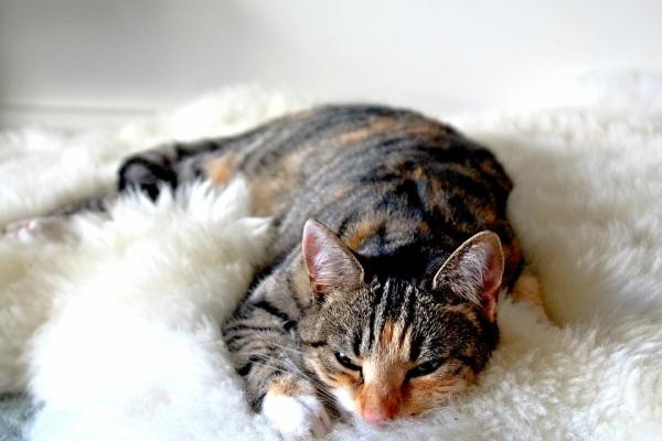 Mi gato no hace nada, ¿qué le pasa?