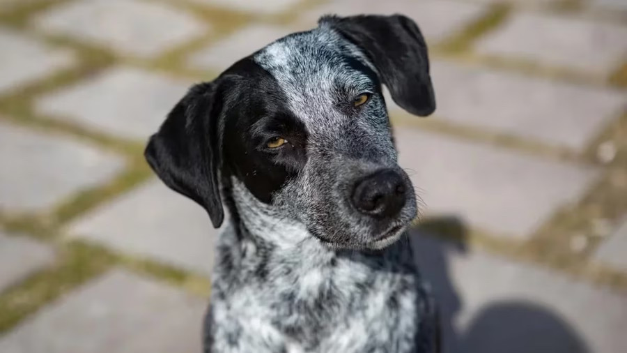 ¿Los perros recuerdan cosas?