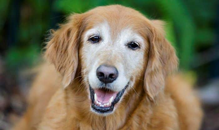 ¿Tu perro ya llegó a la vejez? Te decimos cómo darte cuenta