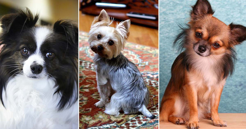 ¿Por qué las razas pequeñas de perros viven más?