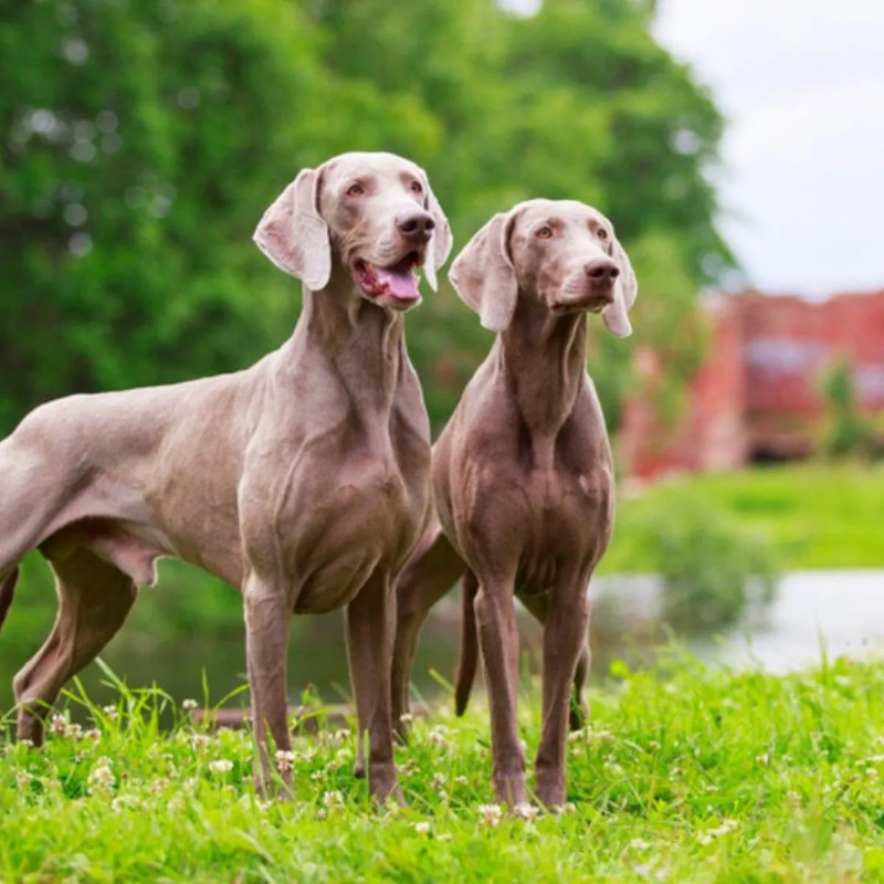¿Conoces los siete grupos de razas de perros? Parte 1.