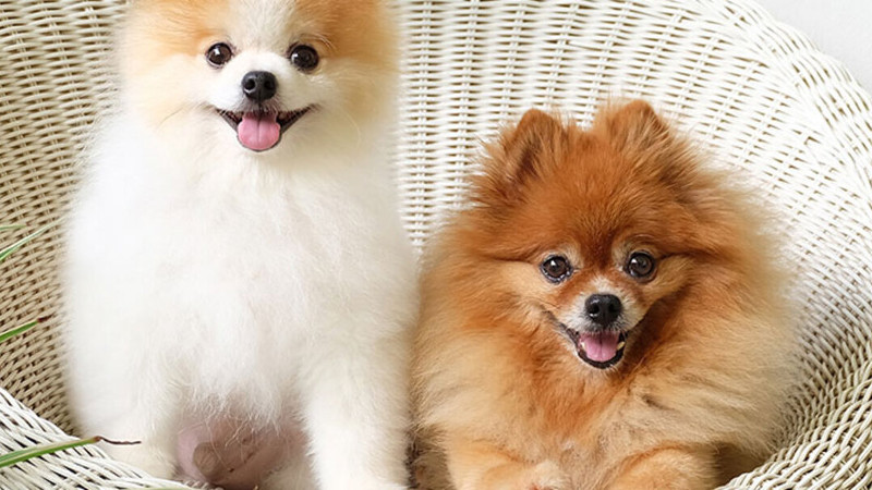 ¿Conoces los siete grupos de razas de perros? Parte 1.