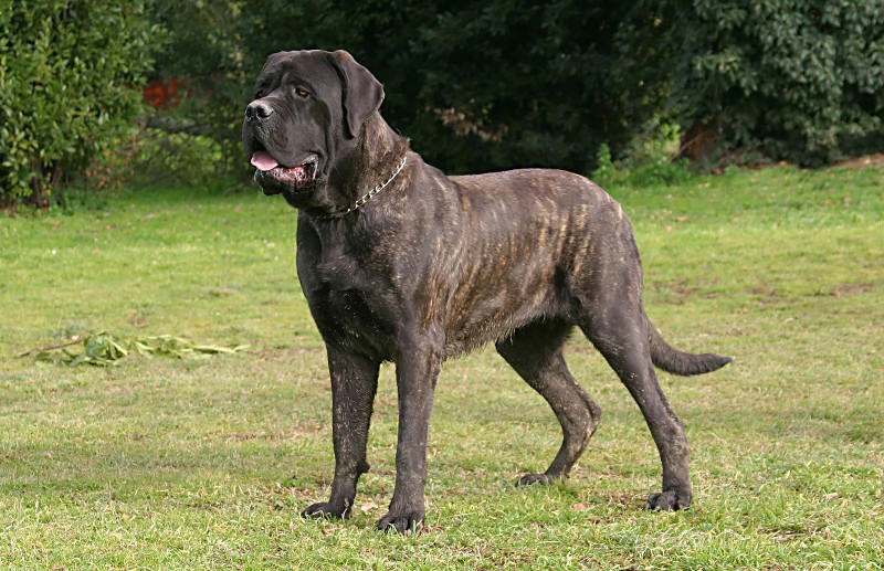 ¿Conoces los siete grupos de razas de perros? Parte 2.