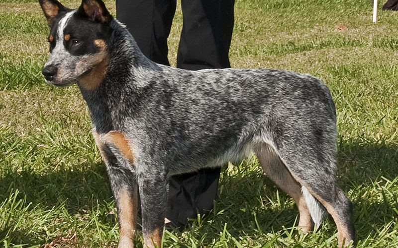 ¿Conoces los siete grupos de razas de perros? Parte 2.