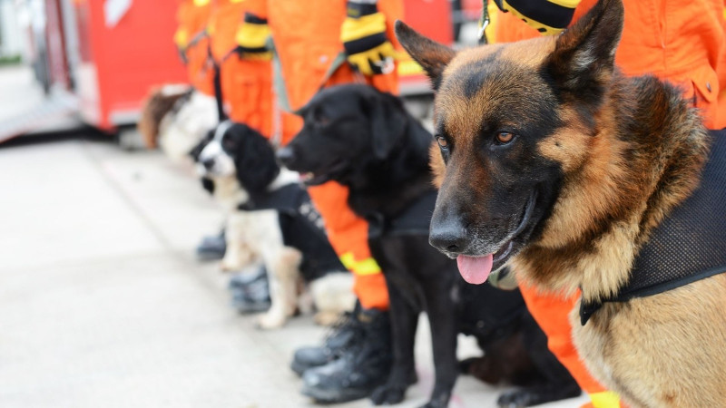 Día Internacional del Perro de Rescate