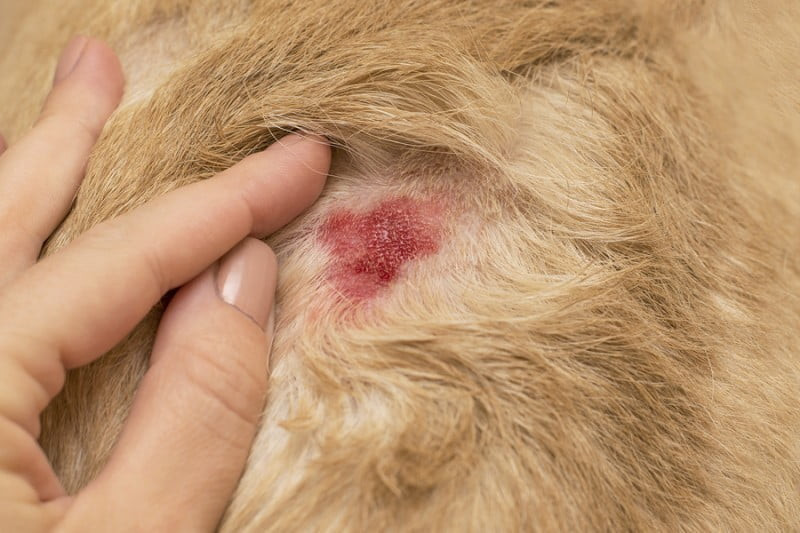 La piel de tu perro revela más de lo que crees, no dejes de cuidarla