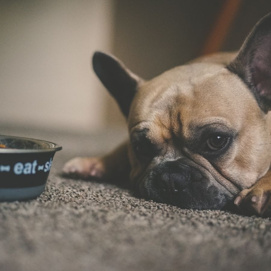 ¿Tu perro tiene diarrea? Ayudalo con una dieta adecuada