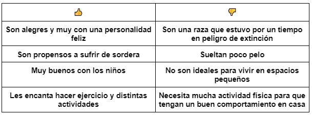 ¿Conoces al perro retriever de Nueva Escocia?