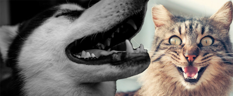 La enfermedad periodontal, un problema grave