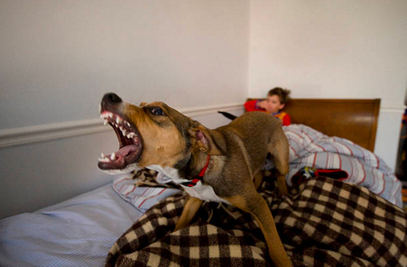 ¿Qué hacer con las conductas posesivas de mi perro?