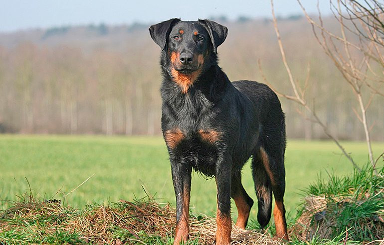 5 razas caninas originarias de Francia