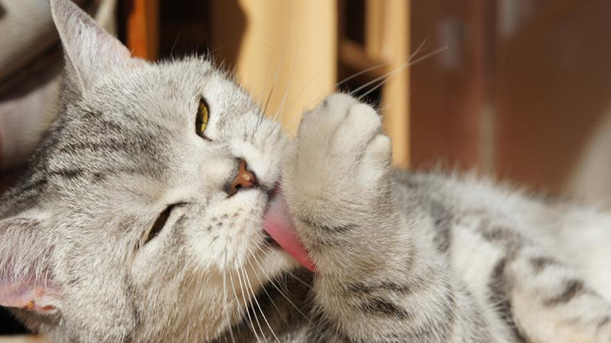 ¿Los gatos sudan? Te decimos cómo