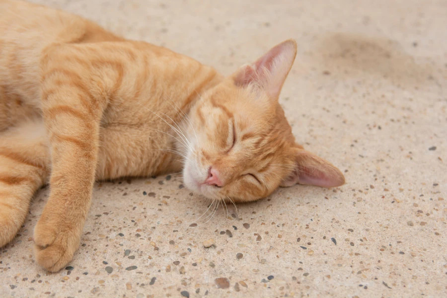 Identifica los síntomas de la artritis en los gatos