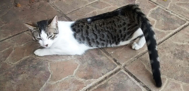 ¿Qué hacer cuando mi gato está en celo?