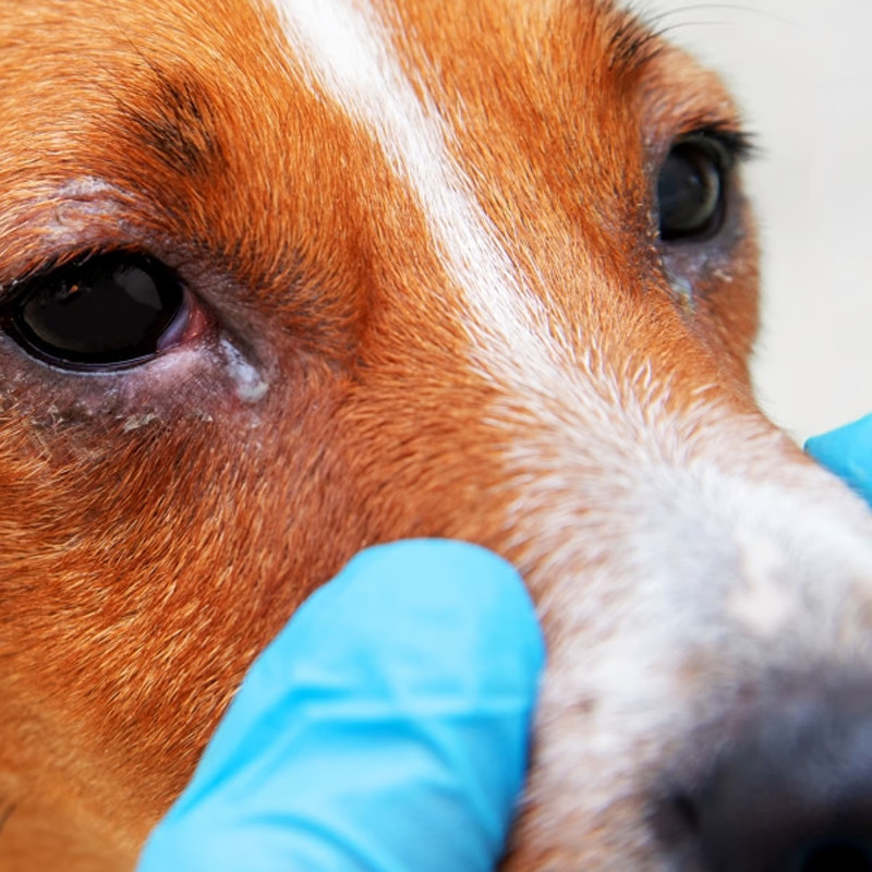 Secreción ocular en caninos, ¿qué significa?
