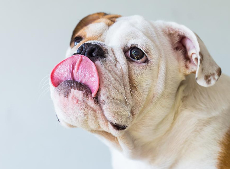 Datos curiosos de la lengua de los perros