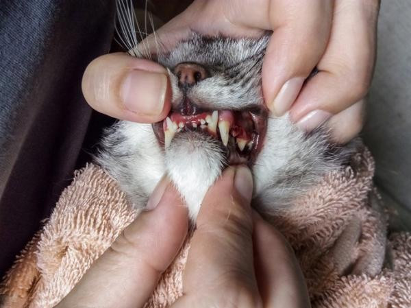 Identifica los tipos de enfermedades dentales en los gatos