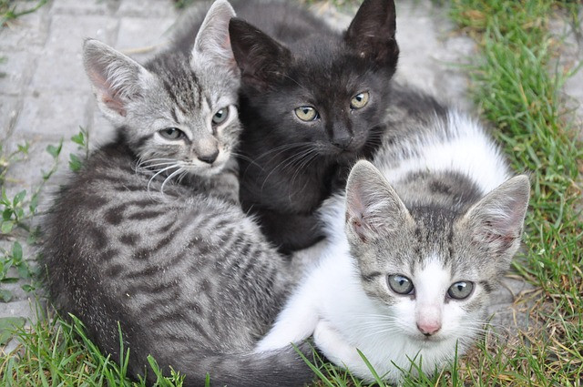 El desarrollo de un gatito, ¿qué debo esperar? Parte 2