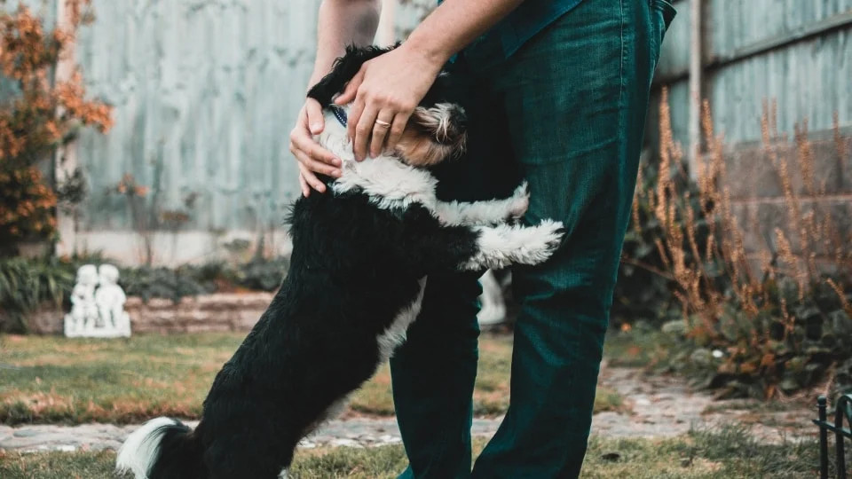6 formas en las que tu perro demuestra cariño