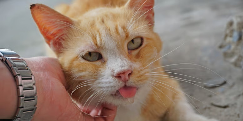 4 razones por las que tu gato babea, identifica lo que le pasa a tu mascota