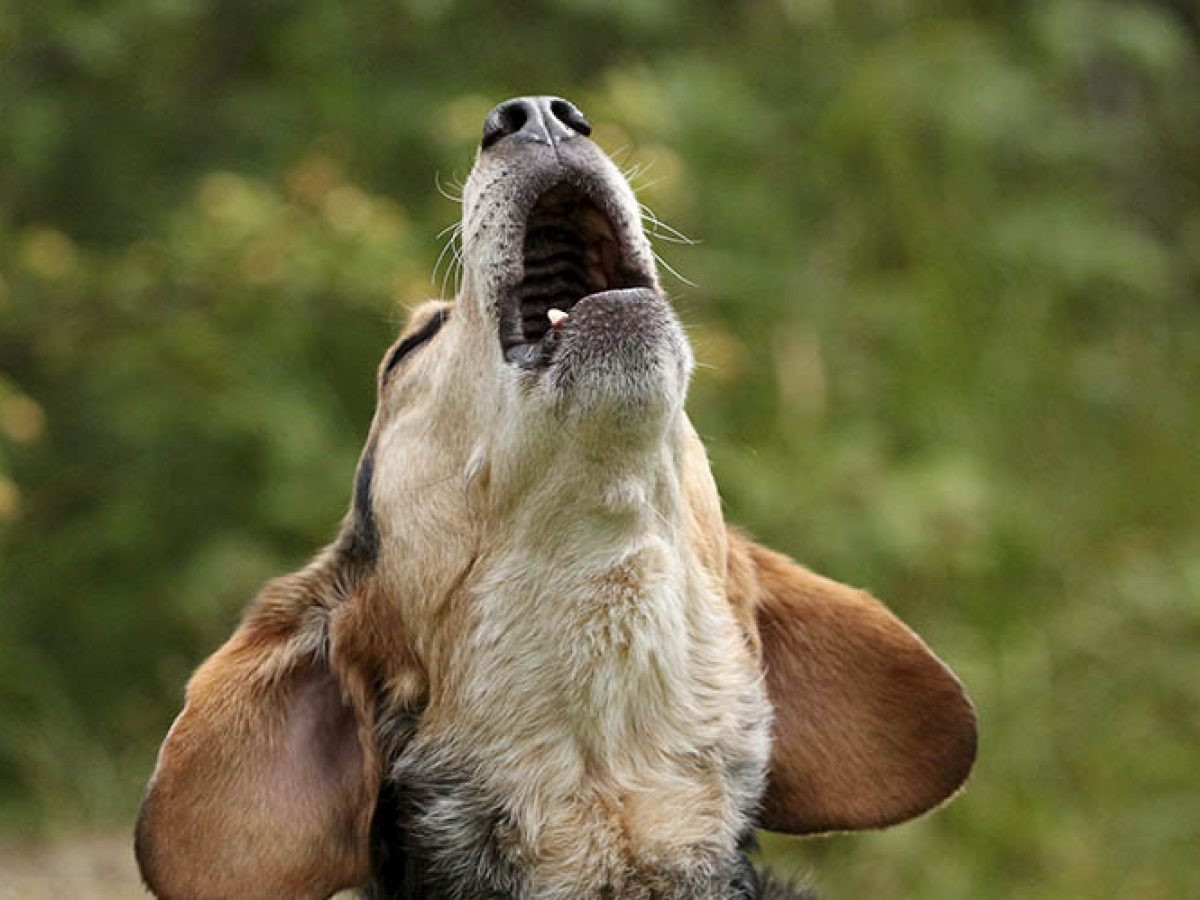 ¿Qué significa que mi perro aulle?